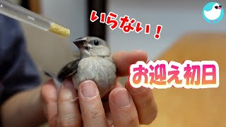 文鳥の雛をお迎えしました！～小さな桜文鳥 [upl. by Kaylyn]