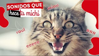 Tipos de maullidos de gatos y su significado  ¿Qué Te Quiere Decir Tu Gato [upl. by Heda160]