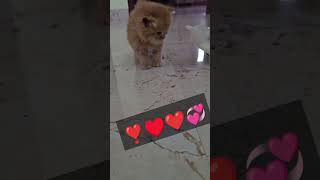 Iam stanner 👥👤🗣️ cat catlover trending subscribers cute oreo shortvideo funny [upl. by Nimzzaj]