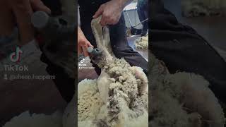 Finewool Merinos [upl. by Ramiah]