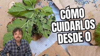 Cómo criar gusanos de seda recién nacidos  Incubadora casera [upl. by Meridel237]