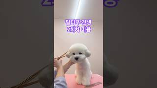 말티푸 견생 2회차 미용✂️ 귀툭튀컷 Maltipoo Grooming shortsvideo maltipoo [upl. by Assen889]