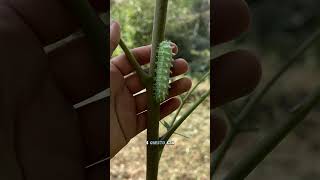 Ho TROVATO un sacco di bombici dell’AILANTO🐛 [upl. by Gerald]