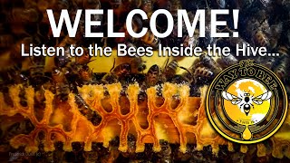 The Healing Sound of Bees the Hive ASMR proven health benefits when you relaxe watch and listen [upl. by Newby206]