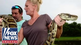 Python Huntress helps Florida tackle slithering reptile invasion [upl. by Eicnahc]