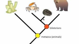 Phylogeny and Phylogentic Trees [upl. by Eilema]