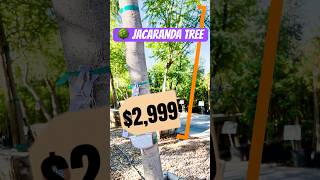 How much are you willing to spend on a Jacaranda Tree garden floweringplants plants [upl. by Omolhs]