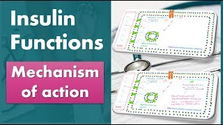 Insulin functions Mechanism of action biochemistry [upl. by Ridley690]