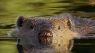 Beaver Lodge Construction Squad  Attenborough  BBC Earth [upl. by Lillis]