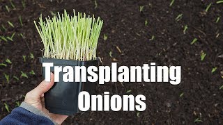 Transplanting Onions [upl. by Battiste]