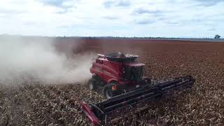 Sorghum harvest and cotton picking 2017 [upl. by Boy407]