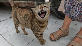 Cute tabby cat with an interesting meow was very hungry [upl. by Pirali]