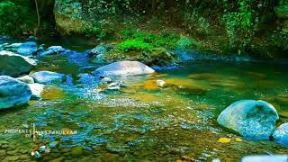 Relaxing River Sound Calming Water For Proven to Cure Stress And Mental Disorders [upl. by Jer117]