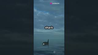 😱😱WHAT🤯🤯 sharks are scared of dolphins who knew this one facts animalenthusiast [upl. by Yracaz]