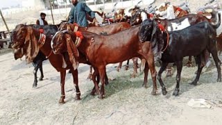 Bakra Mandi sahiwal ki update beetal Bachon wali Bakrian Altaf goat farm [upl. by Acemat418]