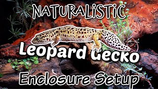 Naturalistic Bioactive Leopard Gecko Enclosure Setup [upl. by Goddord]