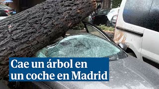 Cae un árbol de 20 metros en un coche en la calle Embajadores de Madrid [upl. by Fielding837]