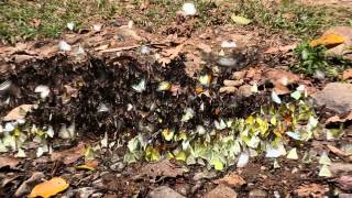 Butterflies paroxysm at Kaeng Krachan National Park TH part 2 [upl. by Wight]