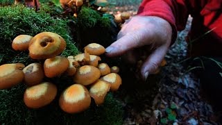 Changing Pholiota Mushroom Denmark 2015 [upl. by Charissa902]