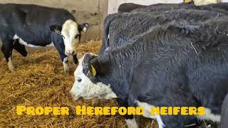 10 Proper Hereford heifers for sale [upl. by Ralat888]