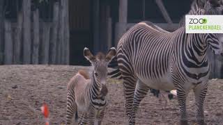 Schattig veulentje in zebrakudde [upl. by Idoc]