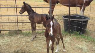 Baby Twin Horses Bucky amp Lucky [upl. by Eibrik]