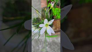 Lily Pant Potting Process🌷💮 🍁 lily rooftopgarden trending viralvideo banglavlogs plantation [upl. by Bolton370]