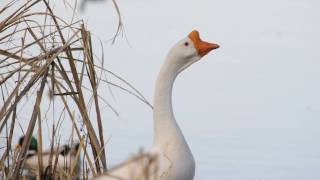 Swan Goose domestic honking calling Feb 8 2017 at White Rock Lake Dallas TX [upl. by Spada]