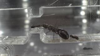 Camponotus Piceus Worker feeding Queen [upl. by Anelleh]