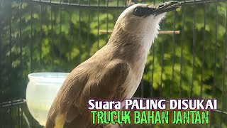 Trucuk BETINA memanggil jantan Suara KESUKAAN untuk Pancingan Trucukan gacor jantan BAHAN [upl. by Alrzc]