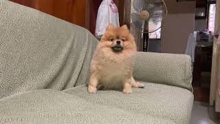 Reverse Sneezing kennel cough Collapsed Trachea my Pomeranian [upl. by Renfred]