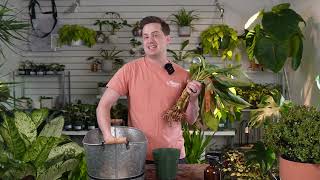 How to Save an overwatered Houseplant [upl. by Singleton761]