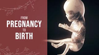 Pregnancy  How a Wonder is Born Animation [upl. by Hnao]