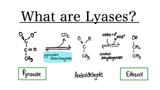 What are Lyase Enzymes  MCAT Biochemistry [upl. by Buke]