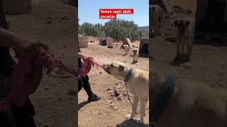 Yemek saati akıllı çocuk dog kangaldog köpek kangal [upl. by Olive]