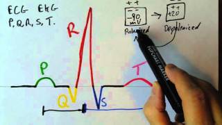 PQRST waves in the EKG [upl. by Groh]