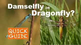 Damselfly or Dragonfly A QUICK GUIDE [upl. by Valdas]