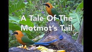 A Tale Of The Motmots Tail – March 29 2019 [upl. by Zoe]