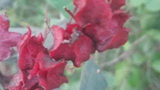 Clerodendrum trichotomum Thunb Closeup View [upl. by Asilram]