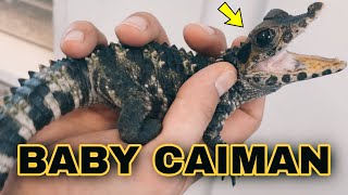 Buying The WORLDS SMALLEST CAIMAN [upl. by Petie]