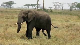 Well Endowed Elephant Chasing A Female [upl. by Corella]