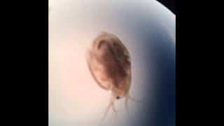 Daphnia Movement [upl. by Mixie]