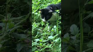 Pretty cat sniffing around the grasses 🌿cats catlover [upl. by Amsed467]