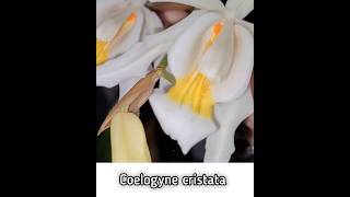 Coelogyne cristata from Orchidegartneriet dk it is possible to rebloom [upl. by Onaicram]