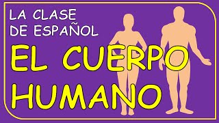 The human body in Spanish  El cuerpo humano [upl. by Ruel]