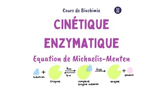 Cinétique enzymatique  Equation Michaelis Menten [upl. by Sancho]