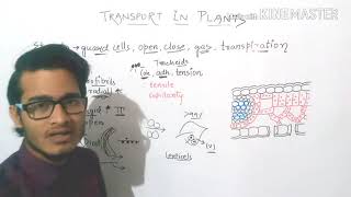 Mechanism of transpiration [upl. by Sharyl]