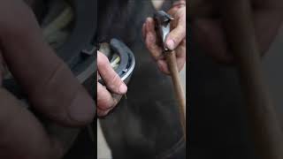 Putting a NEW Horseshoe shorts farrier satisfying asmr [upl. by Eisned]