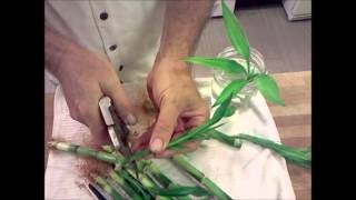 Lucky Bamboo Propagation Tutorial Dracaena braunii plants [upl. by Charissa]