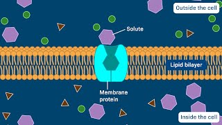 Carrier proteins Uniporters Symporters and Antiporters [upl. by Eeram]